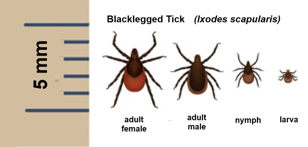 black legged tick identification